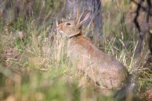 Wild_rabbit_in_grass